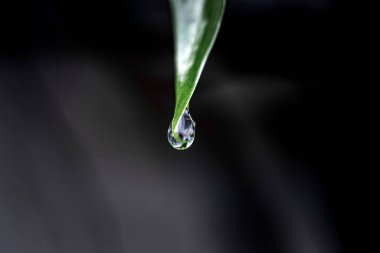 Yağmur ormanlarının yağmur mevsiminde yaprakların üzerindeki su damlacıkları 