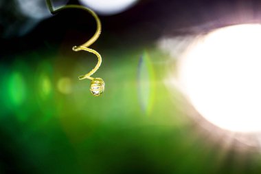 Yağmur ormanlarının yağmur mevsiminde yaprakların üzerindeki su damlacıkları 