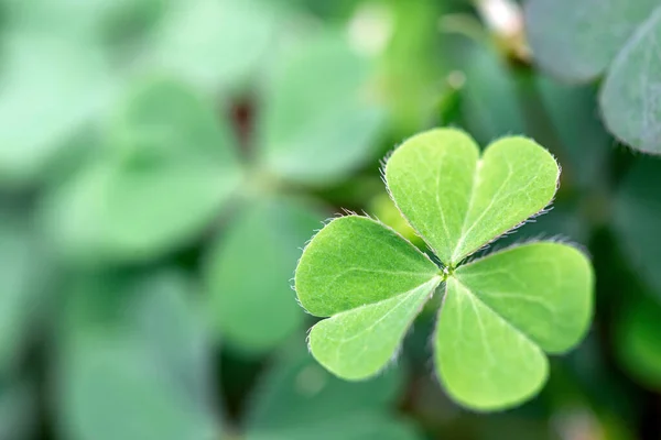 Green Clover Leaf Field Background — Stock Photo, Image