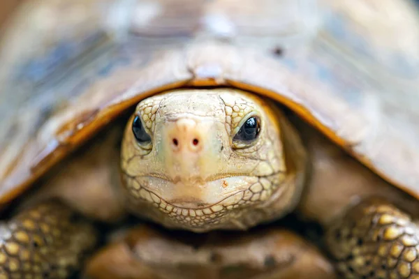 Thai Mountain Turtle Land Turtle Protected Wildlife — Stock Photo, Image