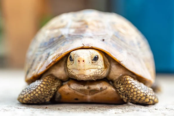 Thai Mountain Turtle Land Turtle Protected Wildlife — Stock Photo, Image