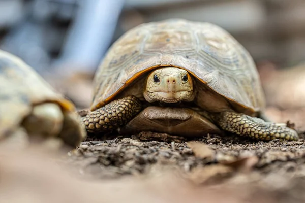 Thai Mountain Turtle Land Turtle Protected Wildlife — Stock Photo, Image