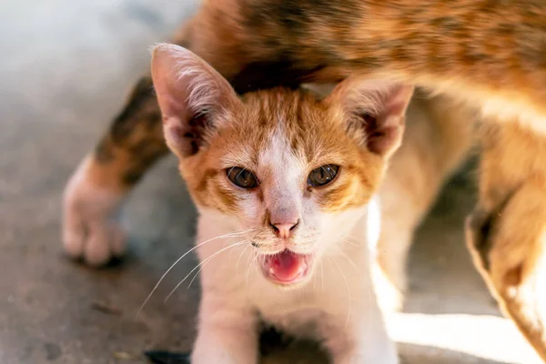 Stray Cat Outdoors Stay Ladder — Stock Photo, Image