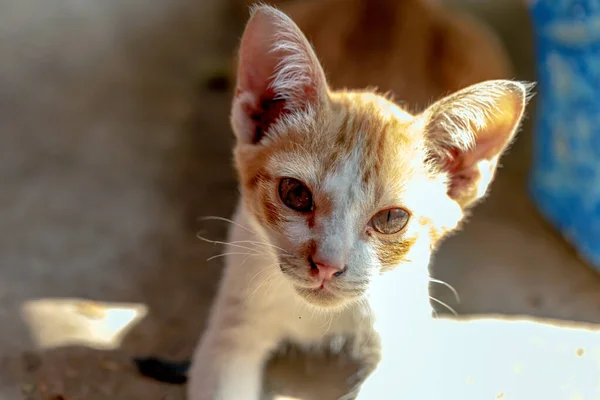 Egy Kóbor Macska Szabadban Maradj Létrán — Stock Fotó