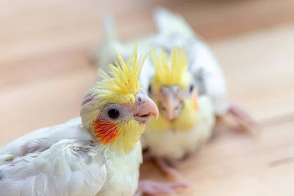 Bir bebek Cockatiel Yemek için bekle.