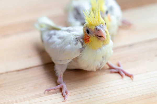 Bebê Cockatiel Espere Por Comida — Fotografia de Stock