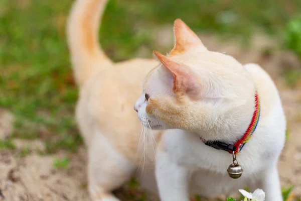 Fat Cat Lying Sand — Stock Photo, Image