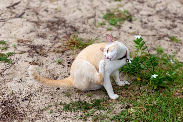 砂の上に横たわる猫 — ストック写真