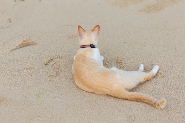 Gato Gordo Deitado Areia — Fotografia de Stock