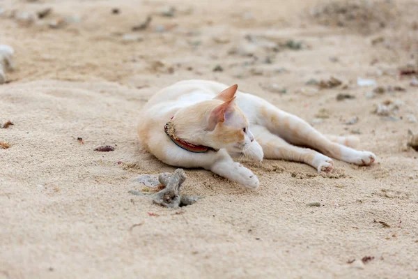 Fet Katt Liggande Sanden — Stockfoto