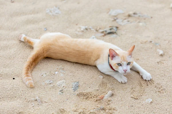 Gato Gordo Deitado Areia — Fotografia de Stock