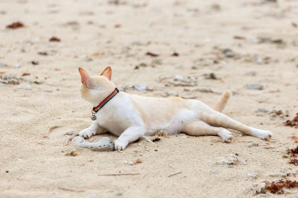 Gato Gordo Deitado Areia — Fotografia de Stock