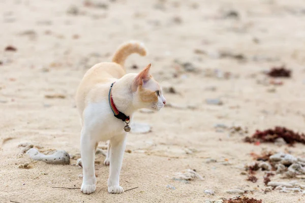 Gato Gordo Deitado Areia — Fotografia de Stock