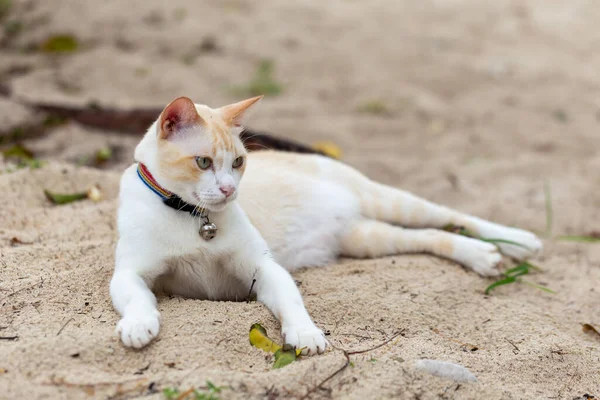 Χοντρή Γάτα Ξαπλωμένη Στην Άμμο — Φωτογραφία Αρχείου