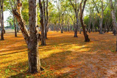 Sarı yaprakların arkaplan dokusu sonbahar yaprağı arkaplanı