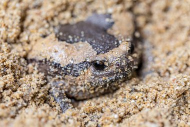 Bullfrog düşmanı korkutmak için şişiriyor..