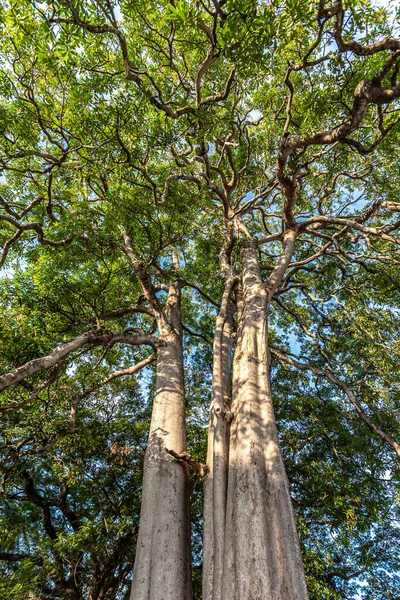 Large Trees Many Decades Old Provide Shade Habitat Animals Well — Stock Photo, Image