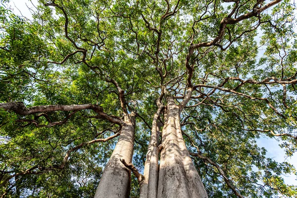 Large Trees Many Decades Old Provide Shade Habitat Animals Well — Stock Photo, Image
