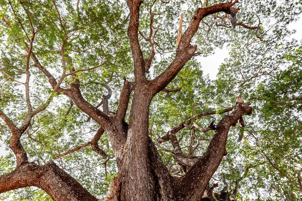 Grandes Árboles Muchas Décadas Antigüedad Proporcionan Sombra Hábitat Para Los — Foto de Stock