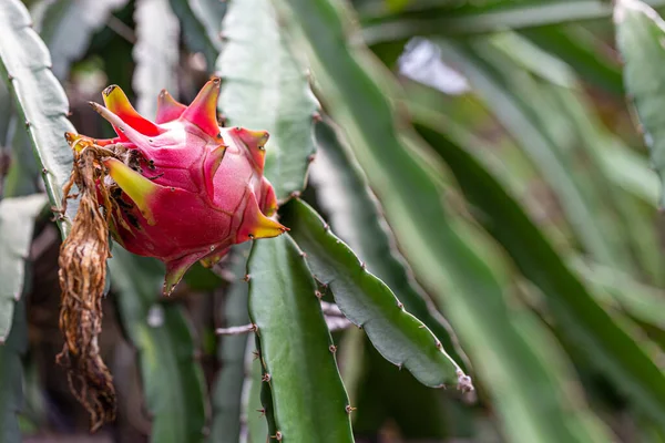 Dragon Fruit Sul Mercato Thailandese — Foto Stock