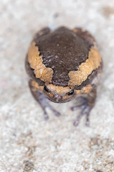 Bullfrog Blåser Upp För Att Skrämma Fienden — Stockfoto