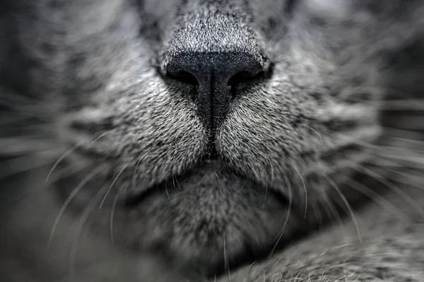 Сірий Кіт Ніс Рот — стокове фото