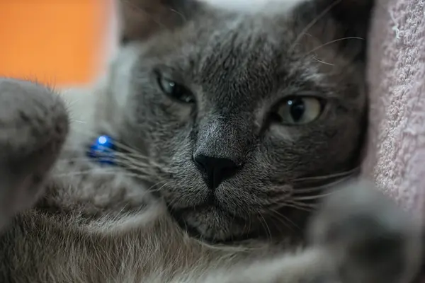 Gray Cat Nose Mouth — Stock Photo, Image