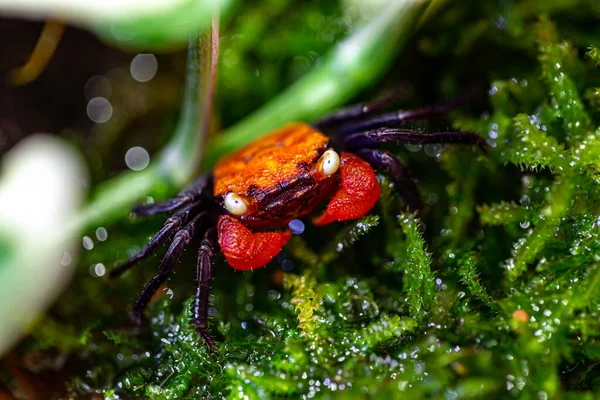 Een Soort Bergkrab Staat Bekend Als Een Vampierkrab — Stockfoto