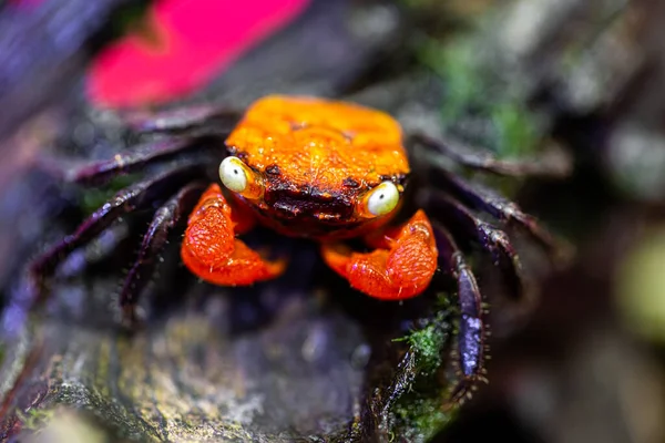 Druh Horského Kraba Znám Jako Upíří Krab — Stock fotografie