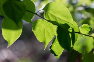 Güneşin altındaki yaprakların deseni doğanın güzelliğini yansıtır..