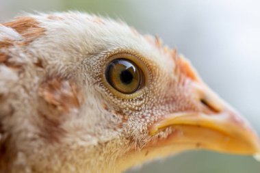 Tavuk kafası portresi. Yakın plan yüz.
