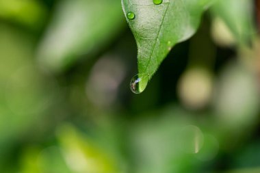 Yağmur ormanlarının yağmur mevsiminde yaprakların üzerindeki su damlacıkları 