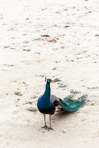 Peacocks Feed Natural Food — Stock Photo, Image