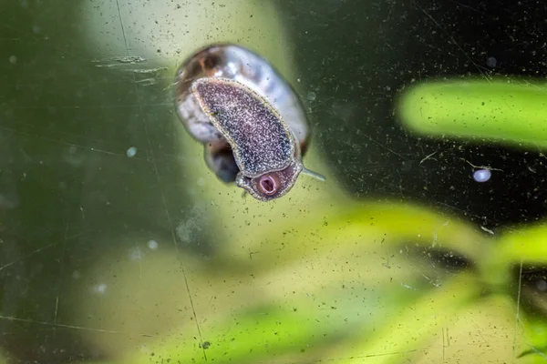 Siput Big Pond Lapis Baja Dalam Air — Stok Foto