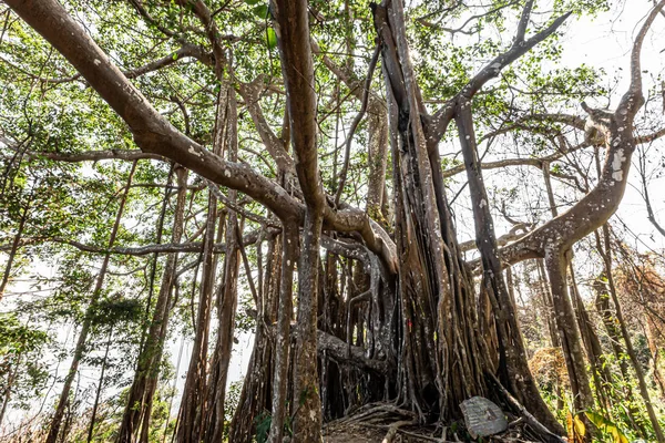 Gran Árbol Banyan Bosque Profundo — Foto de Stock