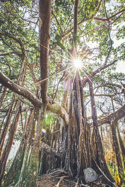 深い森の中の大きなガジュマルの木 — ストック写真