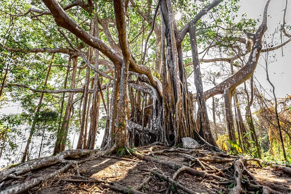 Velký Banyan Hlubokém Lese — Stock fotografie