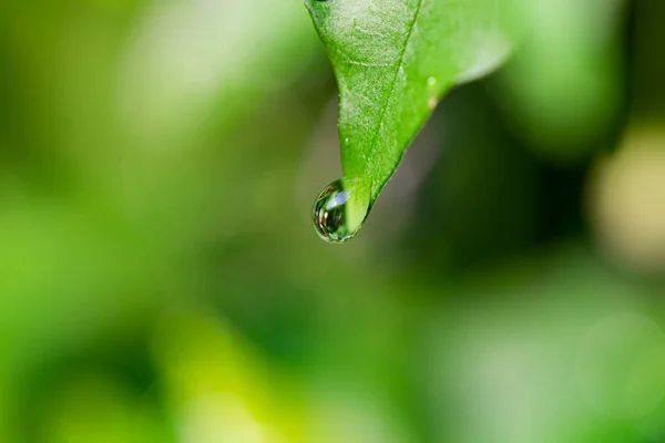 Die Wassertropfen Auf Den Blättern Während Der Regenzeit Des Regenwaldes — Stockfoto