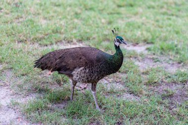 Tavus kuşları doğal besinlerle beslenir..