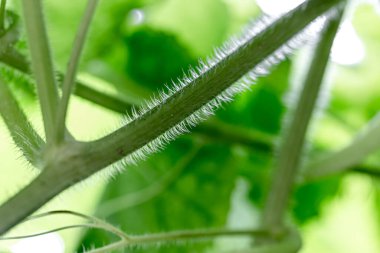 Sarmaşık zirvesi, arka plan fotoğrafı sabah siyah arkaplanda.
