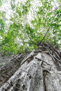 Onlarca yıllık büyük ağaçlar, hayvanlar için gölge ve yaşam alanı sağlamanın yanı sıra doğanın zenginliğinin kontrol edilmesine yardımcı olur..