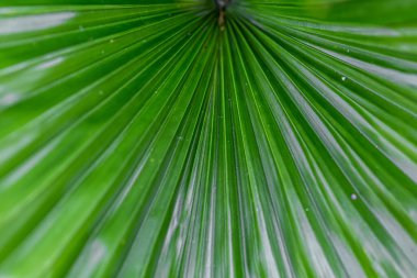 Güneşin altındaki yaprakların deseni doğanın güzelliğini yansıtır..