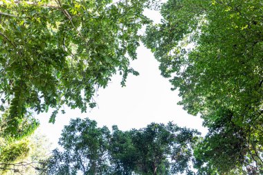 Onlarca yıllık büyük ağaçlar, hayvanlar için gölge ve yaşam alanı sağlamanın yanı sıra doğanın zenginliğinin kontrol edilmesine yardımcı olur..