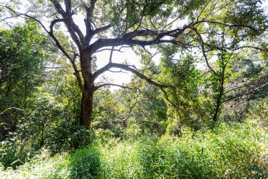 Onlarca yıllık büyük ağaçlar, hayvanlar için gölge ve yaşam alanı sağlamanın yanı sıra doğanın zenginliğinin kontrol edilmesine yardımcı olur..