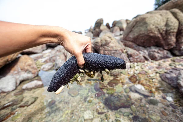 Black sea cucumber along coral reefs