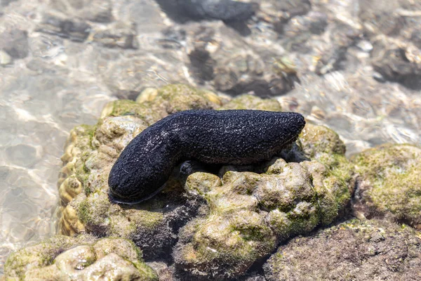 Black sea cucumber along coral reefs