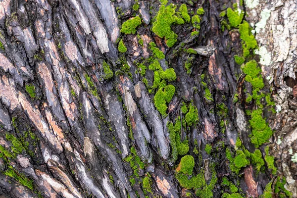 Musgo Verde Fondo Del Bosque — Foto de Stock