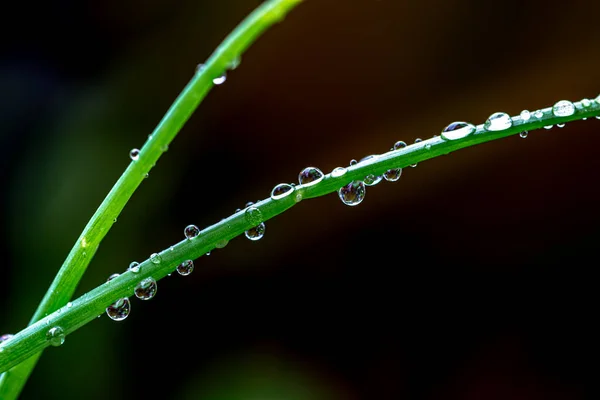 热带雨林雨季树叶上的水滴 — 图库照片