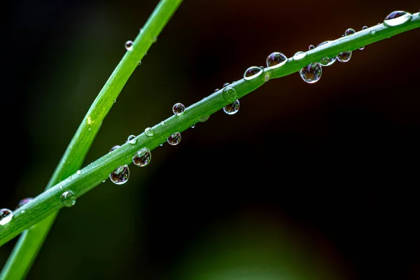 Las Gotas Agua Las Hojas Durante Temporada Lluvias Selva Tropical — Foto de Stock