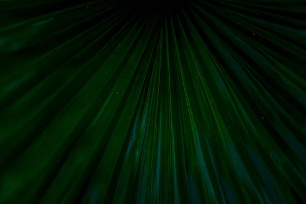 Padrão Das Folhas Sob Luz Sol Reflete Bela Natureza — Fotografia de Stock